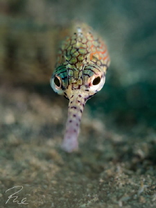 Pipefish close up by Philippe Eggert 